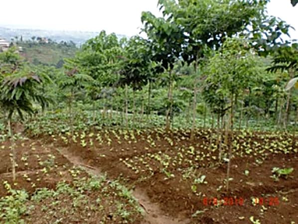 Dokumentasi historis lahan pertanian di kawasan Hutan Organik.
