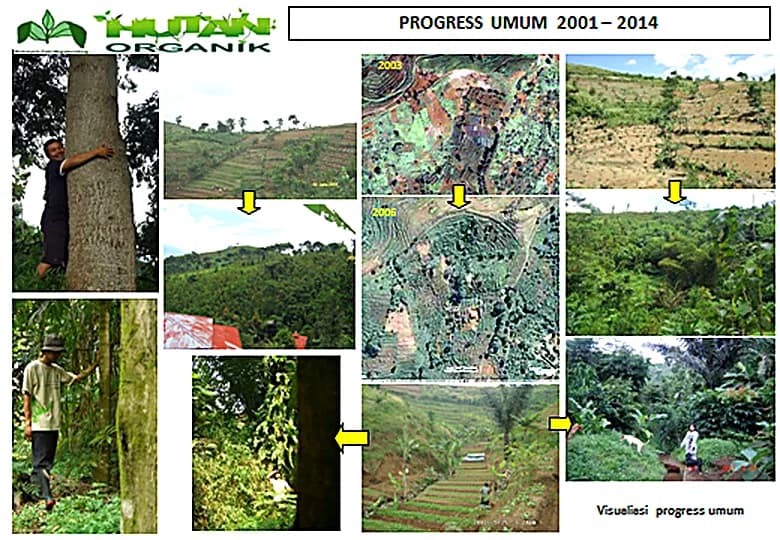 Kolase dokumentasi progres rehabilitasi lahan kritis menjadi hutan organik.